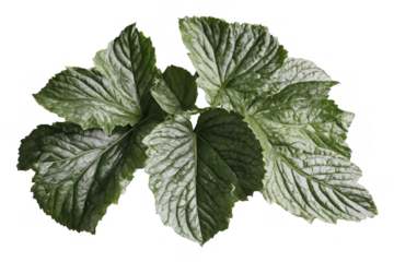 Fresh and vibrant green patchouli leaves isolated with transparent, white background, png, highlighting their detailed textures