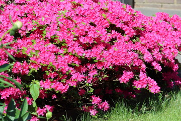 Sweden. Azaleas are flowering shrubs in the genus Rhododendron, particularly the former sections Tsutsusi and Pentanthera. Azaleas bloom in the spring, their flowers often lasting several weeks. 