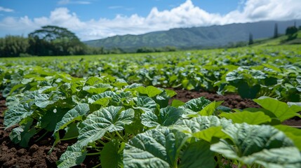 a sweet potato field rows pic