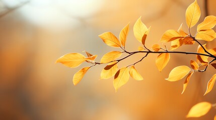 Close-up of a branch with golden autumn leaves against a blurred background.