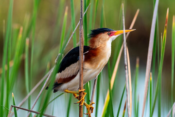 Least bittern