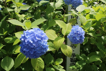 あじさい