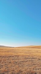 Fototapeta premium Wide open field with dry grass under a clear blue sky, showcasing the beauty and serenity of a natural landscape on a bright sunny day.