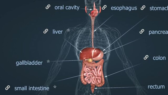 Human Digestive system