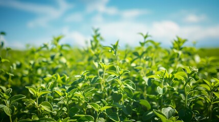 Obraz premium oregano field dense image