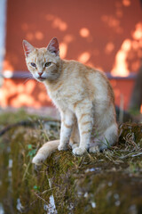 rude cat in the grass
