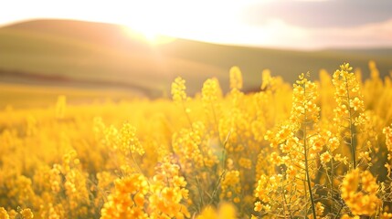 Obraz premium a canola field bright yellow