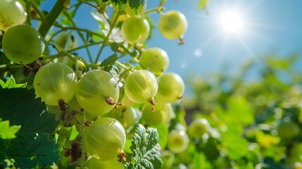 gooseberry field bushes pic