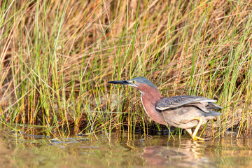 Green heron