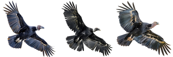 Obraz premium Three andrean condor birds flying in the sky