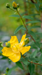A vibrant close-up photograph capturing the intricate details of flowers from my garden.