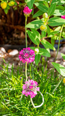 Obraz premium A vibrant close-up photograph capturing the intricate details of flowers from my garden.