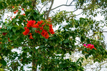 Orange bougainvillea is a plant in the Nyctaginaceae family and the Bougainvillea genus. Ornamental plant. Horizontal.