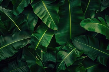 Fototapeta premium Lush green tropical banana leaves create a serene natural background, evoking a sense of calm and tranquility in nature's embrace.