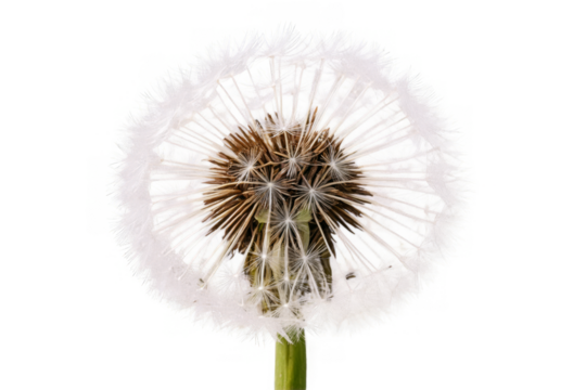 A wispy dandelion puffball isolated perfectly against a white background, capturing its transparent quality in png format