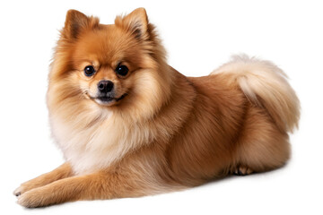 Obraz premium Golden dog lying down with blurred face, transparent, white background, well-suited for png pet illustrations