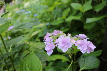 あじさい