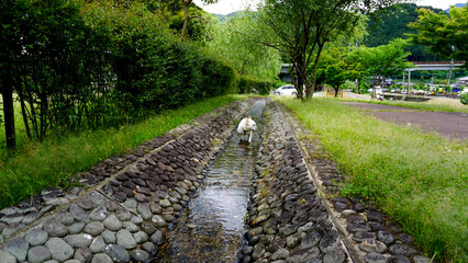 冷たい水路で遊ぶフレンチブルドッグ