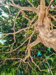 View from below into the branches and foliage of a very old gnarled tree like something out of a fairy tale.