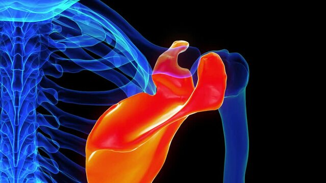 Scapula bone anatomy for medical concept 3D rendering