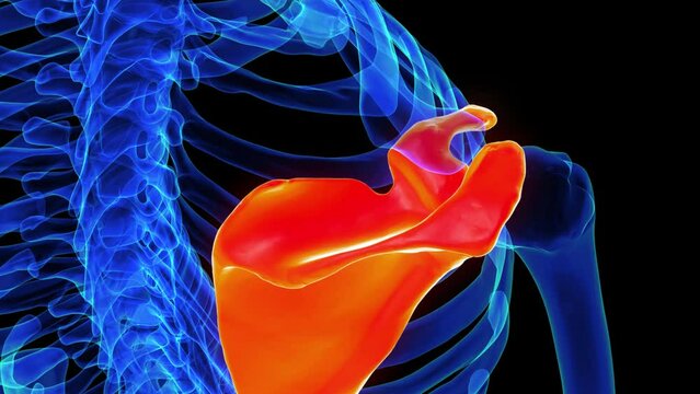 Scapula bone anatomy for medical concept 3D rendering