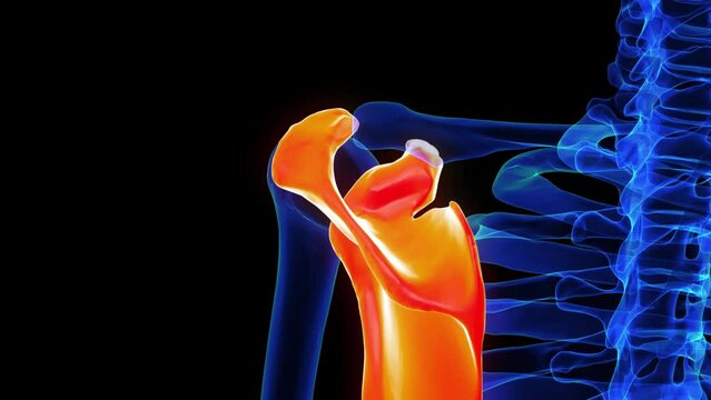 Scapula bone anatomy for medical concept 3D rendering