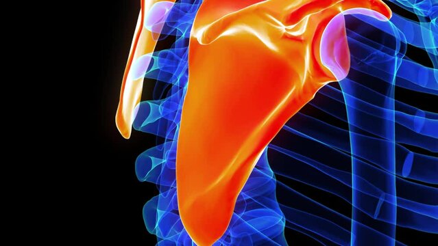 Scapula bone anatomy for medical concept 3D rendering