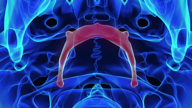 Hyoid bone anatomy for medical concept 3D rendering