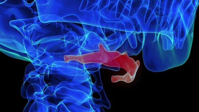 Hyoid bone anatomy for medical concept 3D rendering