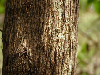 Close-up of tree texture in the park for environmental protection background     