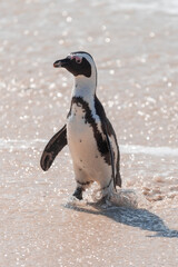 Naklejka premium An African penguin, Spheniscus Demersus, at Boulders Beach in South Africa