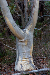 Korowal/Mt Solitary traverse in Blue Mountains National Park