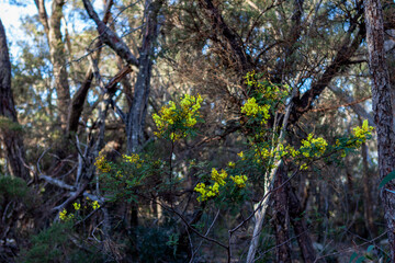 Korowal/Mt Solitary traverse in Blue Mountains National Park