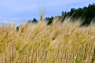 豊穣の麦畑と青空