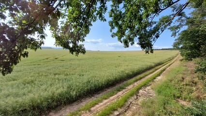 the field is filled with lots of green grass and trees