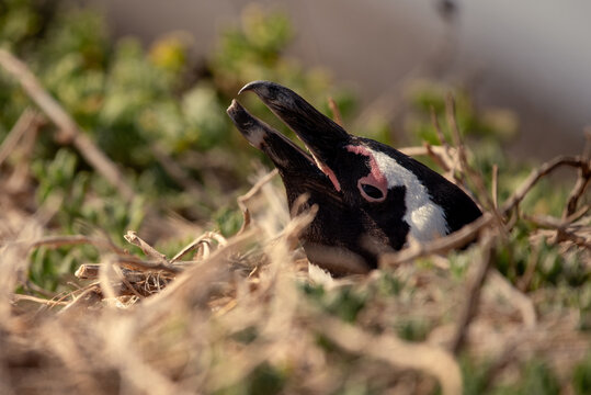 An African penguin, Spheniscus Demersus, at Boulders Beach in South Africa
