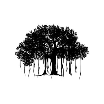 tree vector illustration. roots of banyan tree. banyan plant