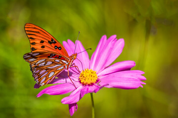 Pretty Gulf Fritillary Butterfly on a pinkflower  with  green background