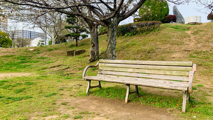 広島の桜と公園とベンチ