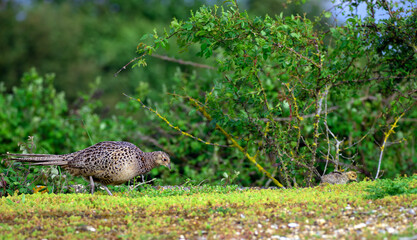 Hen pheasant and her chick.