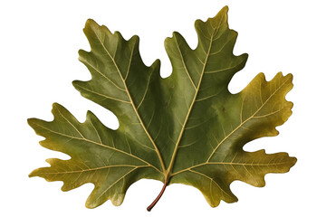 Fototapeta premium A close-up of a detailed green oak leaf with a realistic, transparent texture against a white background, png ready