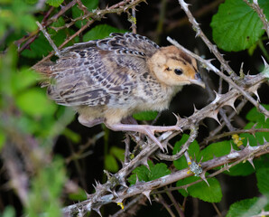 Pheasant chick, on a bramble branch.