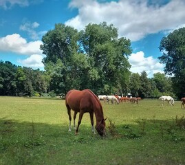 horses on the meadow