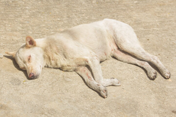 Thai white stray dog sleeping