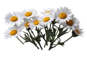Obraz premium A bouquet of vibrant daisies presented against a transparent, white background, perfectly prepared for png usage