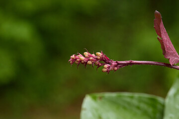 Coral bell flowers. Fresh prink blossoms on a thin stalk.
