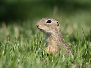 European ground squirrel or souslik, Spermophilus citellus