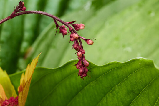 Coral bell flowers. Fresh prink blossoms on a thin stalk.