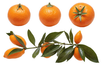 Various citrus fruits including oranges and kumquats arranged neatly, showcased on a white, transparent background in png format