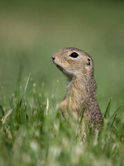 European ground squirrel or souslik, Spermophilus citellus